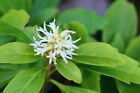 Pachysandra Terminalis   Japanese Spurge - 25 50 100 200 Bare Roots Available