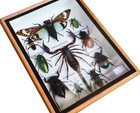 Real Scorpion With Cicada And Mix Of  Insect Taxidermy In Wooden Box Display