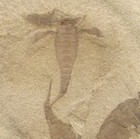Fabulous Textbook Eurypterus Remipes   Others - Great Multiple Eurypterid Plate 