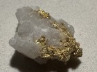 2 17g Crystallized Gold On White Quartz     Siberian Specimen     Display In