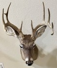 Taxidermy 11 Point Whitetail Deer Shoulder Mount Hunting Cabin Lodge Man Cave
