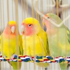 Colorful Rope Bird Perch Toy For Parrot Cockatiel Cage