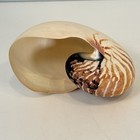 Natural Nautilus Seashell Nautilus Pompilius Shell Approx  4 5 Inches