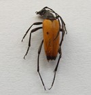Nustera Lindbergi  villiers  1943    Coleoptera  Cerambycidae   Longhorn Beetles