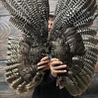 Pair Wild Turkey Wings Feathers Plume Fan Bustle Fly Tying Craft Art Mount Hat
