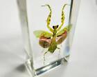 Flower Mantis In Resin  Beautiful Insect In Resin  Oddities  Creobroter Gemmatus