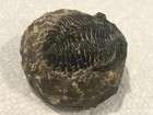 Black Asaphus  Trilobite  Over 250 Million Years Old  Fossil On Rock Paperweight