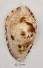 Cypraeidae Zoila Marginata Marginata - Wow - Superb Color    Pattern