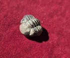 Pirytized Fossil Trilobite Eldredgeops Rana Camo Spots  Devonian Era Ny