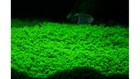 10x10 Dwarf Baby Tears Hemianthus Callitrichoides Cuba Mat Aquarium Planted Tank