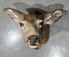 Whitetail Deer Mule Deer Doe Mount Taxidermy