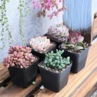 5 Pcs Assorted Real Succulents Potted In 2  Starter Pot soil Beautiful Plants