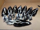 Professionally Prime  1 Tanned Striped Skunk Hide fur gag Gift prank