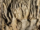 Big  430 Million Year Old  Crinoid Fossil Or Sea Lily Fossil Morocco 1570gr