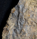 Extremely Rare Silurian Earth s Oldest Know Liverwort Hepaticophyta Fossil Plant