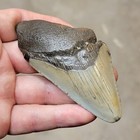 3 5 8 Authentic Prehistoric Megalodon  Fossil Shark Tooth Teeth Free Shipping 