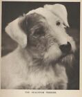 Sealyham Terrier  p  - Custom Matted - 1931 Vintage Dog Art  photo  Print