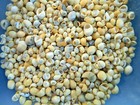 8 Oz  1400   Tiny Yellow Littorina Micro Shells 1 8-1 4  Beach Crafts Decor Fill
