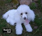 Realistic Toys Poodle Bubbles Handmade Dog Artist Maria Kalinina W  Tag Rare Art