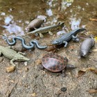 Safari Ltd  Everglades Toob - 11 Mini Figurines  Manatee  Alligator  Turtle    