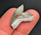 Strikingly Beautiful Tiger Shark Tooth Bv Florida 100  Natural Fossil