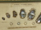 Vintage  imperial Cultured Pearls  Framed  9x12  Display Made Japan Mcm 1mo-2yrs
