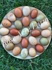 12  Hatching Eggs  Bym  Bcm  Ermine  Ee  Oe  Blue  Green  Dark Brown  Speckled