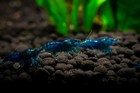 20  Blue Dream Shrimp Live Neocaridina Freshwater Aquarium Live Arrival