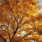 100 Honey Locust Tree Seeds  thornless    Growing Guide 