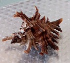 Murex Brevifrons 80 7mm Big  Gorgeous Beauty From Puerto Rico  1