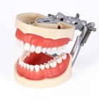 Tooth Modelo De Tipodonto Dental Con Dientes Extra  bles