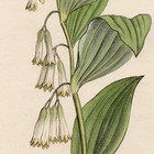 Antique 1795 Sowerby English Botany Hand-colored Engraving 279 Solomon s Seal