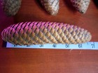 60  Real Fresh Natural Norway Spruce Pine Cones 3 -8  Knives