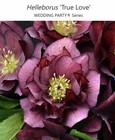  4  Hellebores Collection  Live Plants  Package Deal 