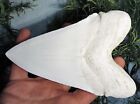 7 Inch Long Megalodon Tooth White Replica Big Fossil Mega Huge Shark Relic Meg