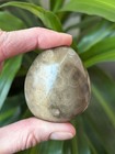 Premium Polished Petoskey Stone - 2  - Michigan Rugose Coral Fossil