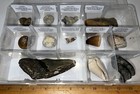 Labeled Real 12 Fossil Lot Case Megalodon  Spinosaur Dinosaur Tooth  Trilobite