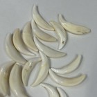 Lot Of 20 Assorted Coyote Fangs Teeth Goth Odd Craft Real Taxidermy Cleaned 4090