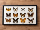 Framed Real Butterfly moth Specimen Display Picture Frame Case Glass Wood