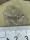 Exquisite Insect Fossils From The Jurassic Daohugou Period A913012