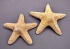 Jungle Starfish Pentaceraster Mammillatus  2 Seastars Approx  5  Inches 