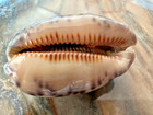 Cypraeidae  Cypraea Arabica 43 5 Mm Shell