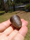 Insane Gorgeous Massive Alligator Tooth Florida Ice Age Fossil Teeth 