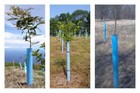 Grow Tubes Blue-x Grow Tubes 30    Grow Tube Box Of 50 For Trees  Vines  Shrubs