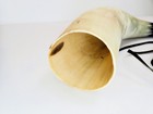 Vintage Polished Steer Horn Hunting Horn Leather Strap 20  Wall Decor