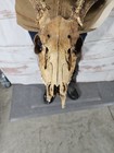 Wild 8 Point Whitetail Deer Antler Rack Horn Skull European Mount Man Cave 