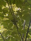Wild Pawpaw Fruit- Asimina Tripods- Appalachian Fruit 1lb - Custom Orders Avail 