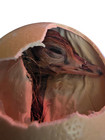 Ostrich Egg For Hatching