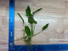 Anubias Gigantea Xl-live Aquatic Anubias Epiphyte Fish Tank Shrimp Tank Plants