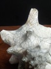 Beautiful Conch Shell Horned Seashell 8 5  X 7 5    X 7   